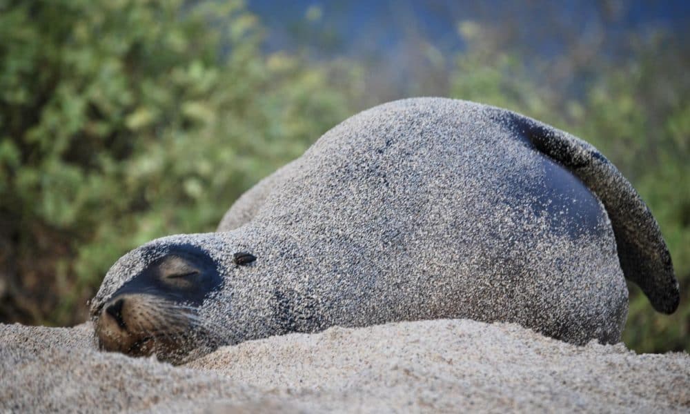 Fotografía de archivo que muestra un lobo marino (zalophus wollebaeki) en la orilla de la playa Punta Carola, de la isla San Cristóbal, la más oriental de las Islas Galápagos (Ecuador). EFE/ Fernando Gimeno