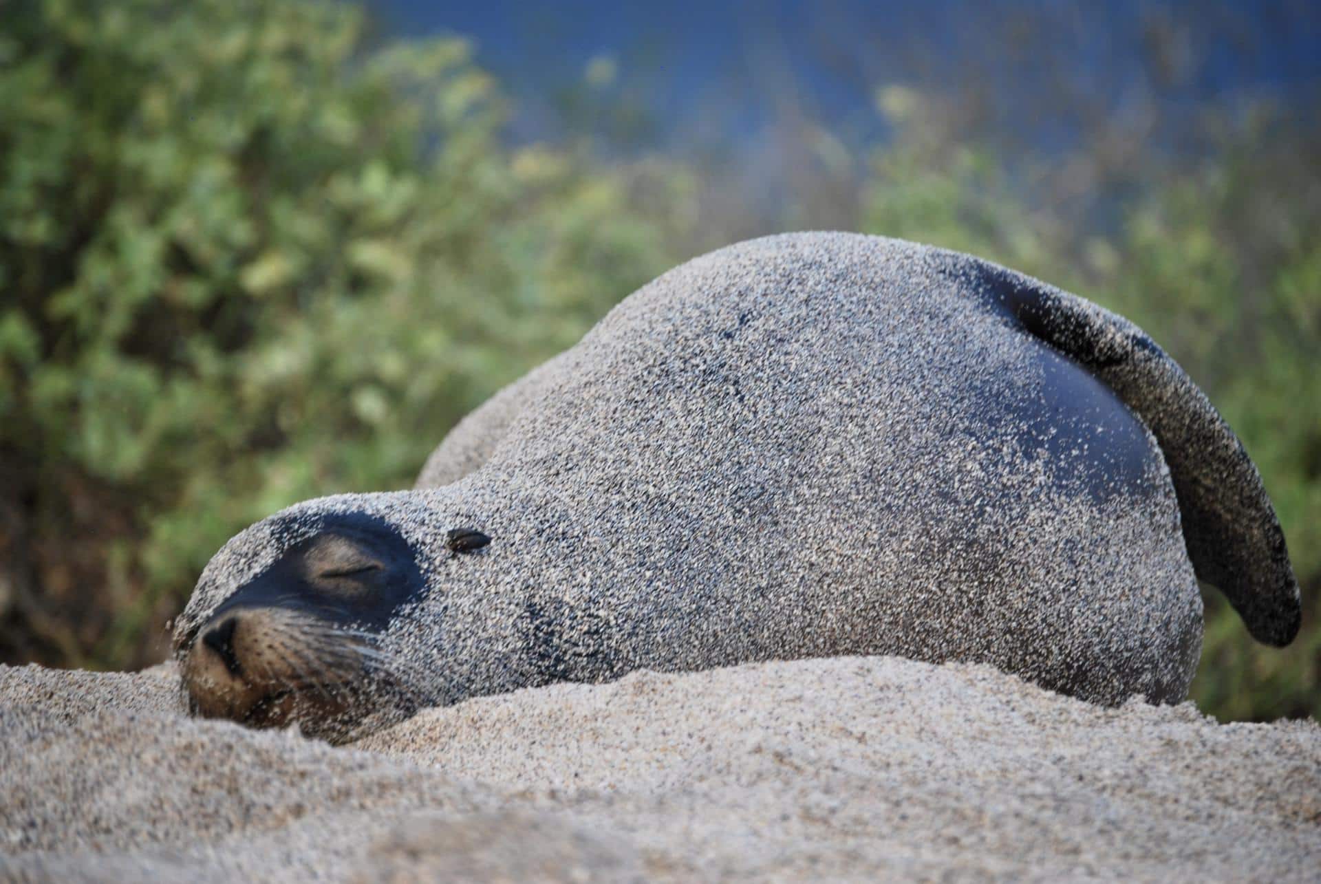 Fotografía de archivo que muestra un lobo marino (zalophus wollebaeki) en la orilla de la playa Punta Carola, de la isla San Cristóbal, la más oriental de las Islas Galápagos (Ecuador). EFE/ Fernando Gimeno