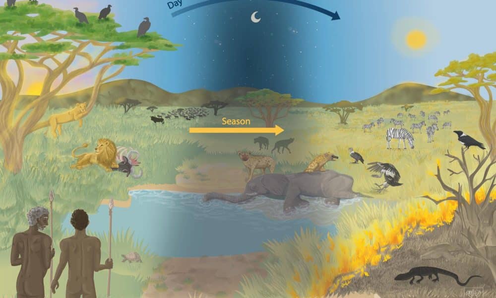 Un estudio replantea el papel del carroñeo en la evolución humana, destacando su importancia como estrategia eficiente de subsistencia complementaria a la caza y la recolección. En la imagen, factores que influyen en el comportamiento de carroñeo en los humanos. Ilustración: Carmen Cañizares. Recurso facilitado por el CENIEH.