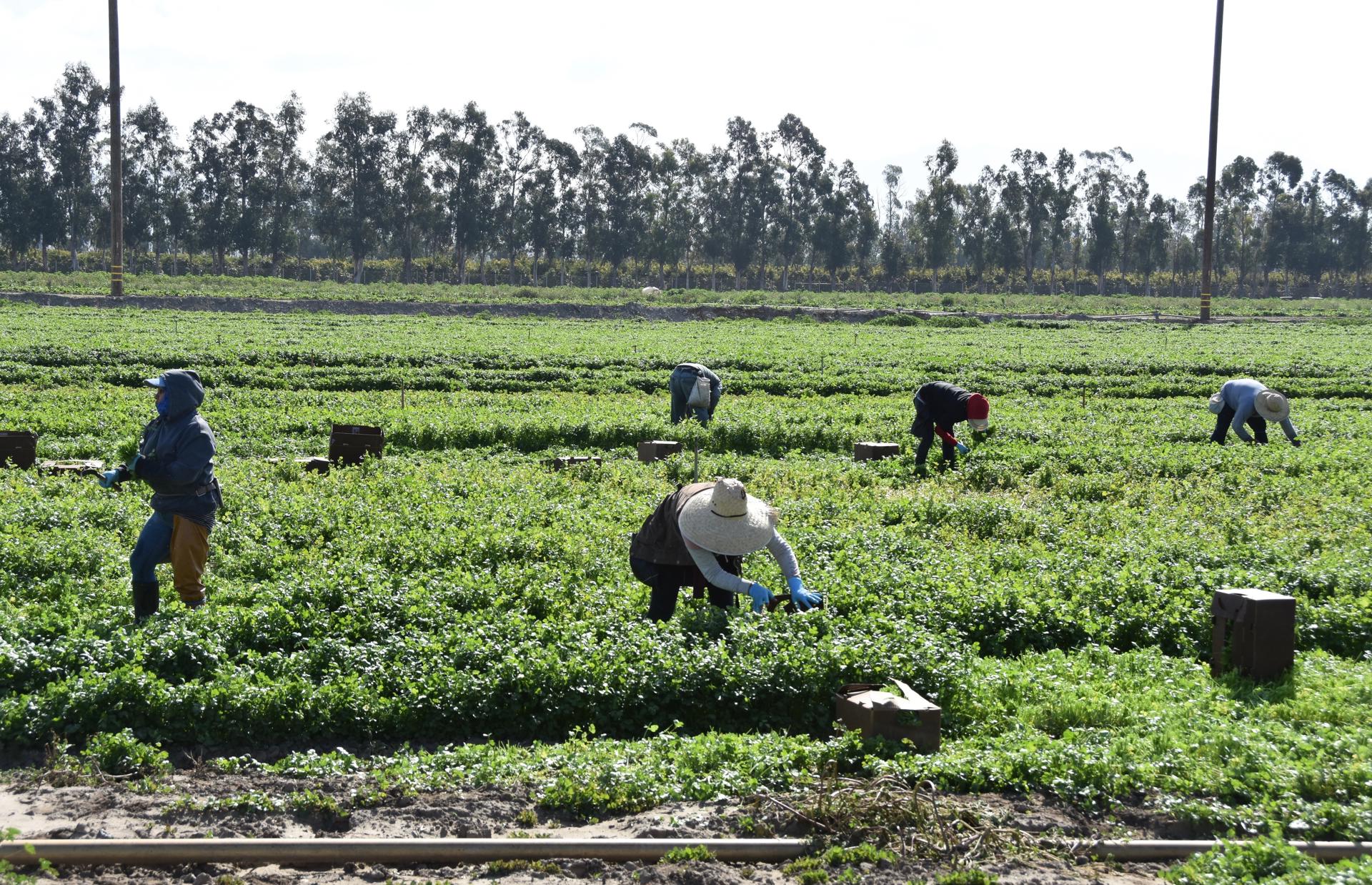 Fotografía donde aparecen unas personas mientras trabajan en un cultivo de cilantro, en Oxnard, California (EE.UU). Imagen de archivo. EFE/ Iván Mejía[ACOMPAÑA CRÓNICA: EEUU CORONAVIRUS]