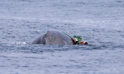 Fotografía cedida este viernes por la organización Monterey Bay Whale Watch, tomada por la naturalista Morgan Quimby, de la cría de una ballena jorobada (Megaptera novaeangliae) enredada con una red de pescar, mientras nada en las aguas de California (Estados Unidos). EFE/ Morgan Quimby/ Monterey Bay Whale Watch