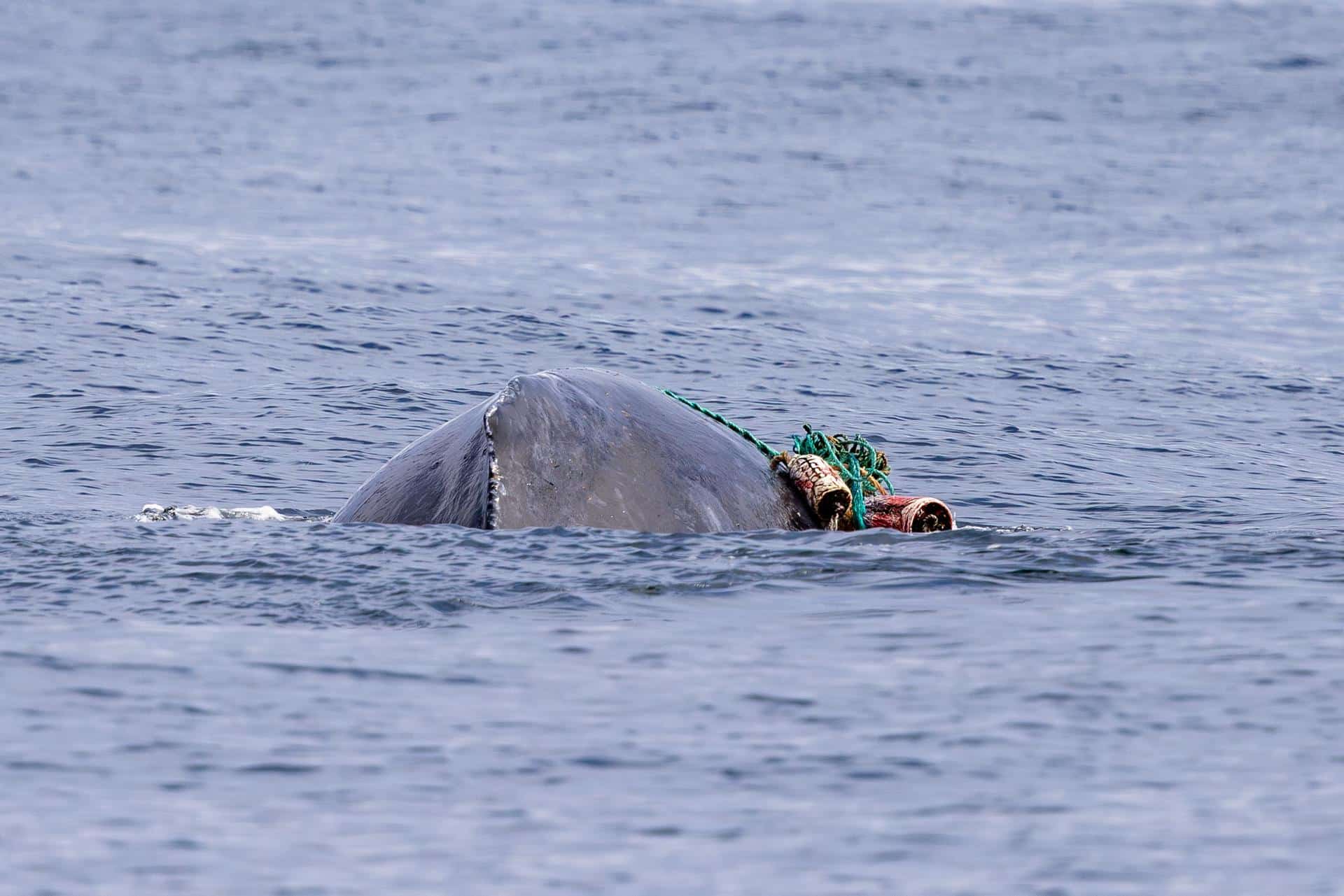 Fotografía cedida este viernes por la organización Monterey Bay Whale Watch, tomada por la naturalista Morgan Quimby, de la cría de una ballena jorobada (Megaptera novaeangliae) enredada con una red de pescar, mientras nada en las aguas de California (Estados Unidos). EFE/ Morgan Quimby/ Monterey Bay Whale Watch