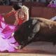 El diestro Emilio de Justo durante su faena en el segundo festejo de la Feria de Salamanca, con toros de Garcigrande, en la Plaza de toros La Glorieta. Fotografía de archivo. EFE/ JM García