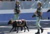 La mascota de la Legión española, el borrego ‘Baraka’, protagonista del desfile de las Fuerzas Armadas con motivo de la Fiesta Nacional. EFE/ Chema Moya
