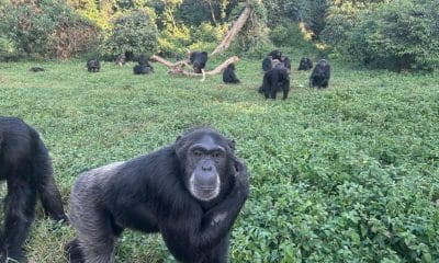 Los científicos han dado un paso más al apuntar que los chimpancés pueden tener más en común con los humanos de lo que se creía hasta ahora, y han sugerido que podrían ser incluso pensadores racionales, al comprobar cómo revisan sus creencias cuando se les presenta nueva información. Imagen: Sabana González/ Universidad de California, Berkeley