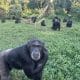 Los científicos han dado un paso más al apuntar que los chimpancés pueden tener más en común con los humanos de lo que se creía hasta ahora, y han sugerido que podrían ser incluso pensadores racionales, al comprobar cómo revisan sus creencias cuando se les presenta nueva información. Imagen: Sabana González/ Universidad de California, Berkeley