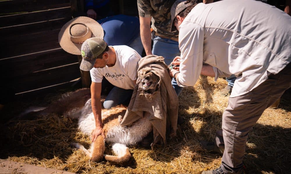 Fotografía cedida por la Fundación Rewilding Chile que muestra a trabajadores del proyecto de repoblamiento del guanaco en la cordillera central, Región Metropolitana (Chile). EFE/ Fundación Rewilding Chile