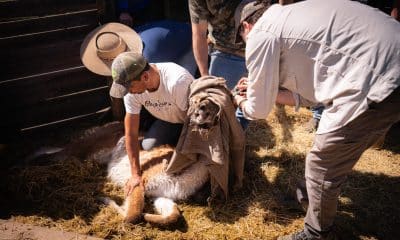 Fotografía cedida por la Fundación Rewilding Chile que muestra a trabajadores del proyecto de repoblamiento del guanaco en la cordillera central, Región Metropolitana (Chile). EFE/ Fundación Rewilding Chile
