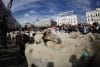 Un gran rebaño de ovejas y cabras atraviesa el centro histórico de Madrid en la XXXII edición de la Fiesta de la Trashumancia. EFE/Rodrigo Jiménez