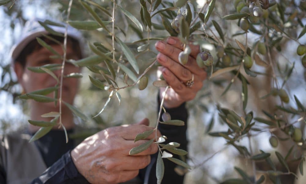 La cosecha de aceitunas en la población de Bir Zeit, en el centro de la Cisjordania ocupada. EFE/ Magda Gibelli