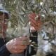 Imagen de archivo de un agricultor palestino que recoge aceitunas de un olivo. EFE/ Atef Safadi
