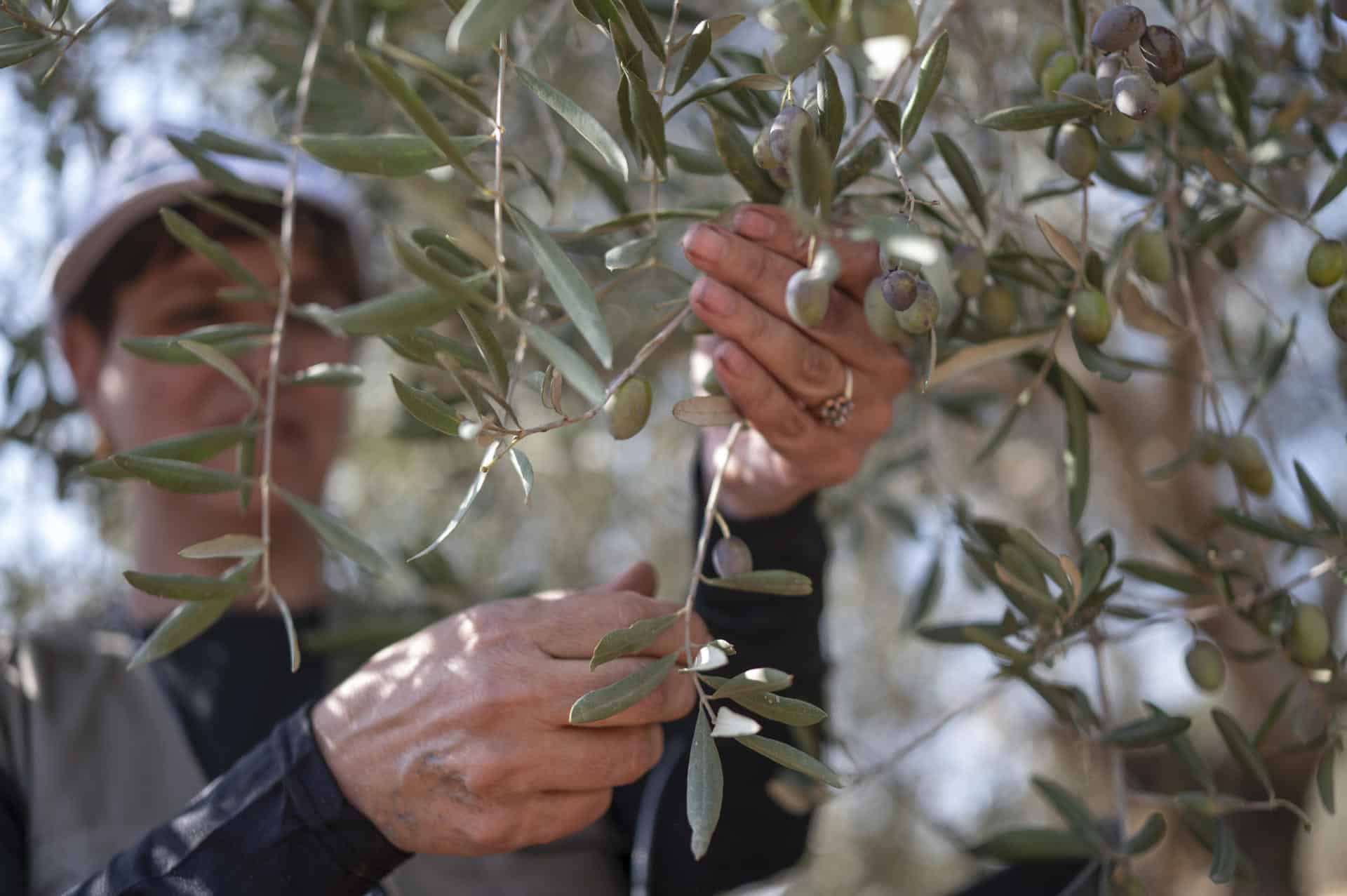 La cosecha de aceitunas en la población de Bir Zeit, en el centro de la Cisjordania ocupada. EFE/ Magda Gibelli