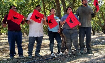 Fotografía cedida por la Unión de Campesinos (UFW) donde aparecen trabajadores del sindicato agrícola. EFE/ UFW /SOLO USO EDITORIAL /NO VENTAS /SOLO DISPONIBLE PARA ILUSTRAR LA NOTICIA QUE ACOMPAÑA /CRÉDITO OBLIGATORIO