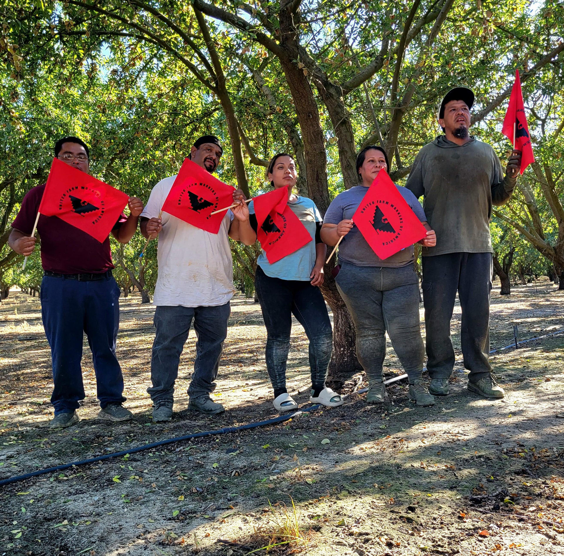 Fotografía cedida por la Unión de Campesinos (UFW) donde aparecen trabajadores del sindicato agrícola. EFE/ UFW /SOLO USO EDITORIAL /NO VENTAS /SOLO DISPONIBLE PARA ILUSTRAR LA NOTICIA QUE ACOMPAÑA /CRÉDITO OBLIGATORIO