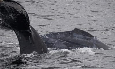 Fotografía cedida este viernes por la organización Monterey Bay Whale Watch, tomada por la naturalista Lauren a Chex Mix, de la cría de una ballena jorobada (Megaptera novaeangliae) enredada con una red de pescar, mientras nada en las aguas de California (Estados Unidos). EFE/ Morgan Quimby/ Monterey Bay Whale Watch /SOLO USO EDITORIAL /NO VENTAS /SOLO DISPONIBLE PARA ILUSTRAR LA NOTICIA QUE ACOMPAÑA /CRÉDITO OBLIGATORIO