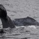 Fotografía cedida este viernes por la organización Monterey Bay Whale Watch, tomada por la naturalista Lauren a Chex Mix, de la cría de una ballena jorobada (Megaptera novaeangliae) enredada con una red de pescar, mientras nada en las aguas de California (Estados Unidos). EFE/ Morgan Quimby/ Monterey Bay Whale Watch /SOLO USO EDITORIAL /NO VENTAS /SOLO DISPONIBLE PARA ILUSTRAR LA NOTICIA QUE ACOMPAÑA /CRÉDITO OBLIGATORIO