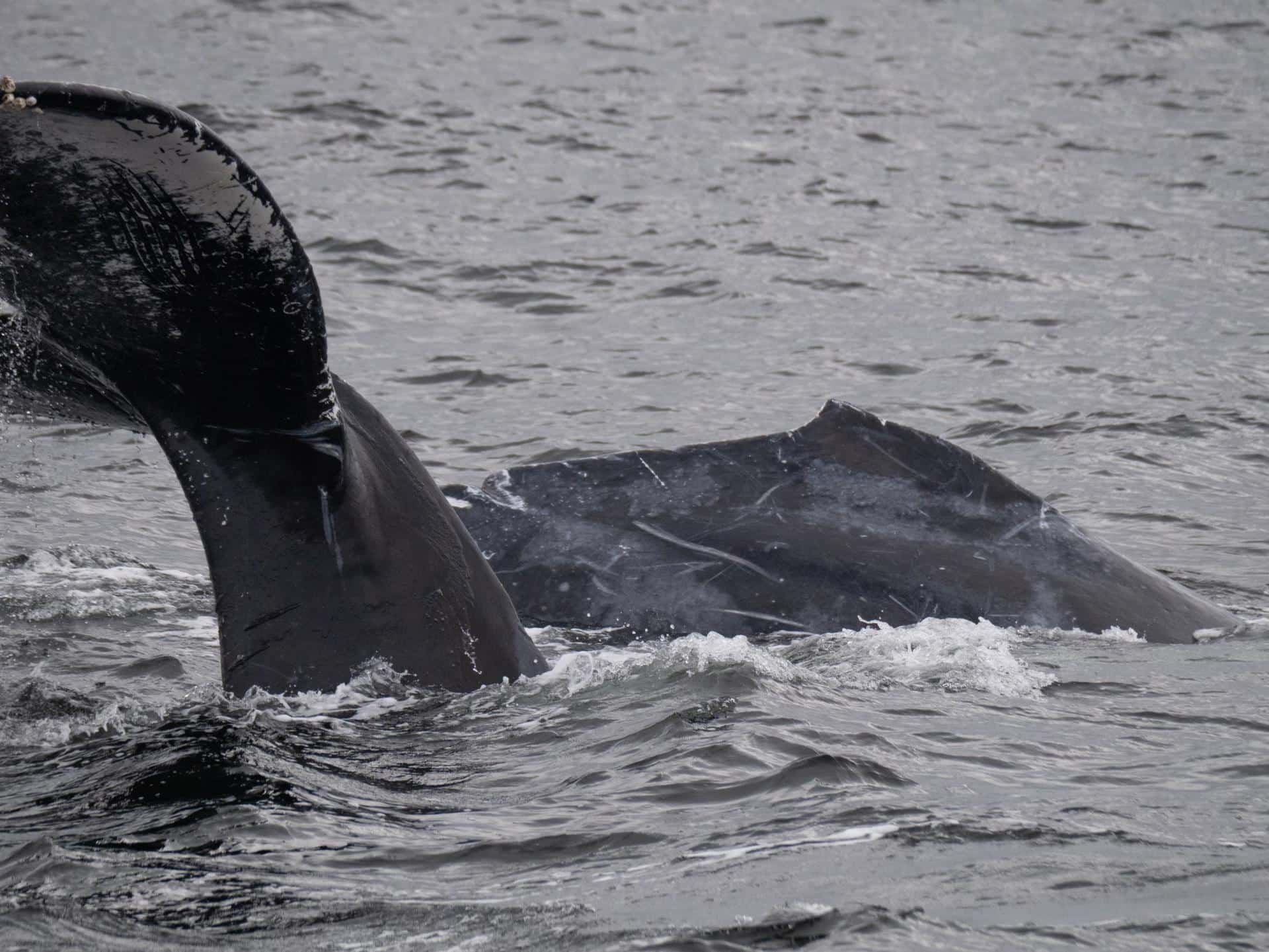 Fotografía cedida este viernes por la organización Monterey Bay Whale Watch, tomada por la naturalista Lauren a Chex Mix, de la cría de una ballena jorobada (Megaptera novaeangliae) enredada con una red de pescar, mientras nada en las aguas de California (Estados Unidos). EFE/ Morgan Quimby/ Monterey Bay Whale Watch /SOLO USO EDITORIAL /NO VENTAS /SOLO DISPONIBLE PARA ILUSTRAR LA NOTICIA QUE ACOMPAÑA /CRÉDITO OBLIGATORIO