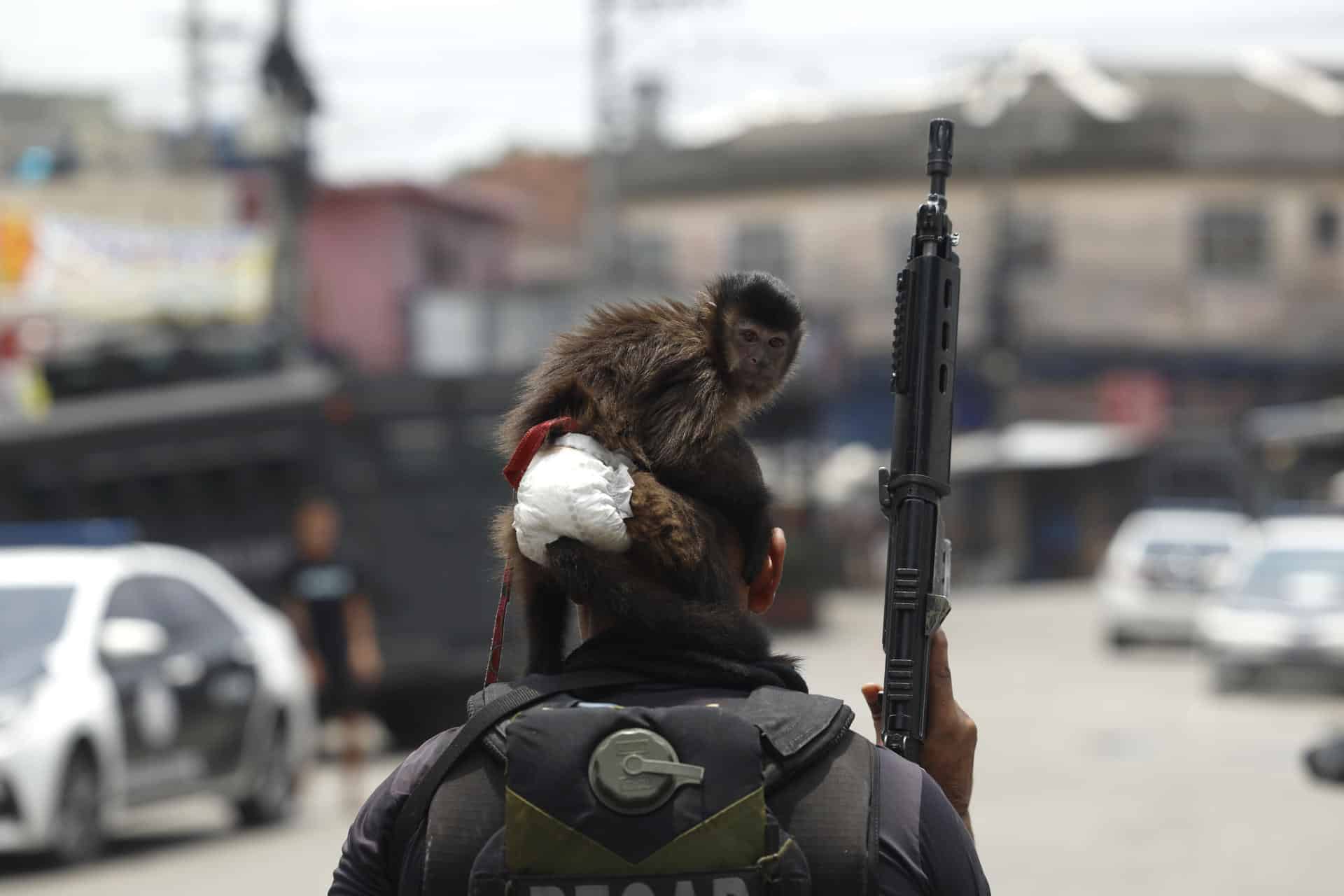 Fotografía que muestra un mono sobre la cabeza de un integrante de la Policía de Río de Janeiro durante un operativo este martes, en Río de Janeiro (Brasil). Al menos veinte personas murieron y medio centenar fueron detenidas en medio de una gran operación policial contra el Comando Vermelho, una de las más poderosas bandas del crimen organizado de Río de Janeiro.EFE/ Antonio Lacerda