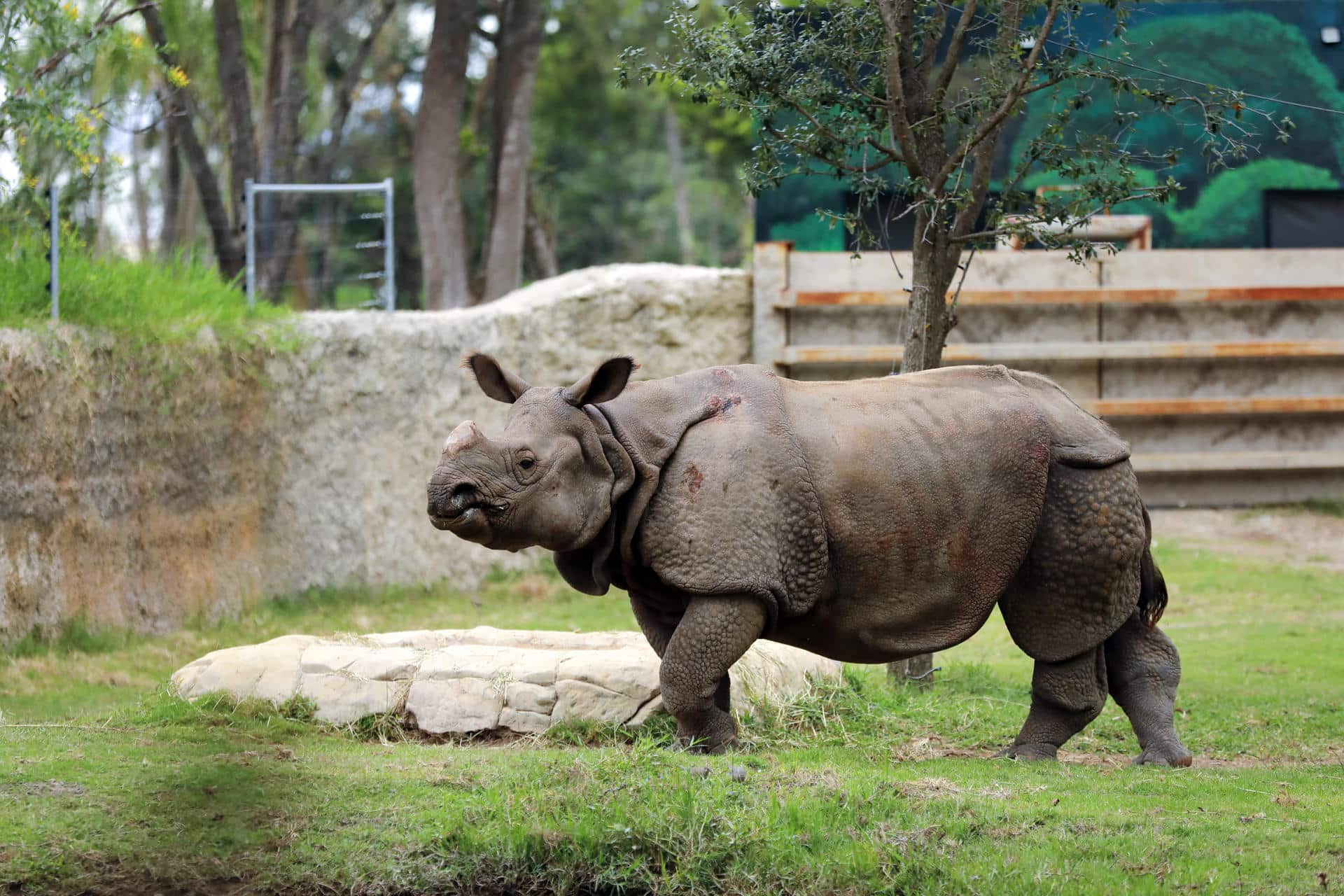 Un rinoceronte de la india, (Rhinoceros unicornis) es visto este viernes, en el Zoológico Guadalajara, en Jalisco (México). EFE/ Francisco Guasco