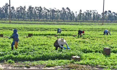 No extenderán permisos de trabajo y migrantes sufren