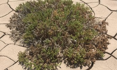 La planta modelo del estudio, Nolana mollis, conocida popularmente como "suspiro chico", que crece en el desierto de Atacama / PNAS. Fotografía facilitada por el CSIC.