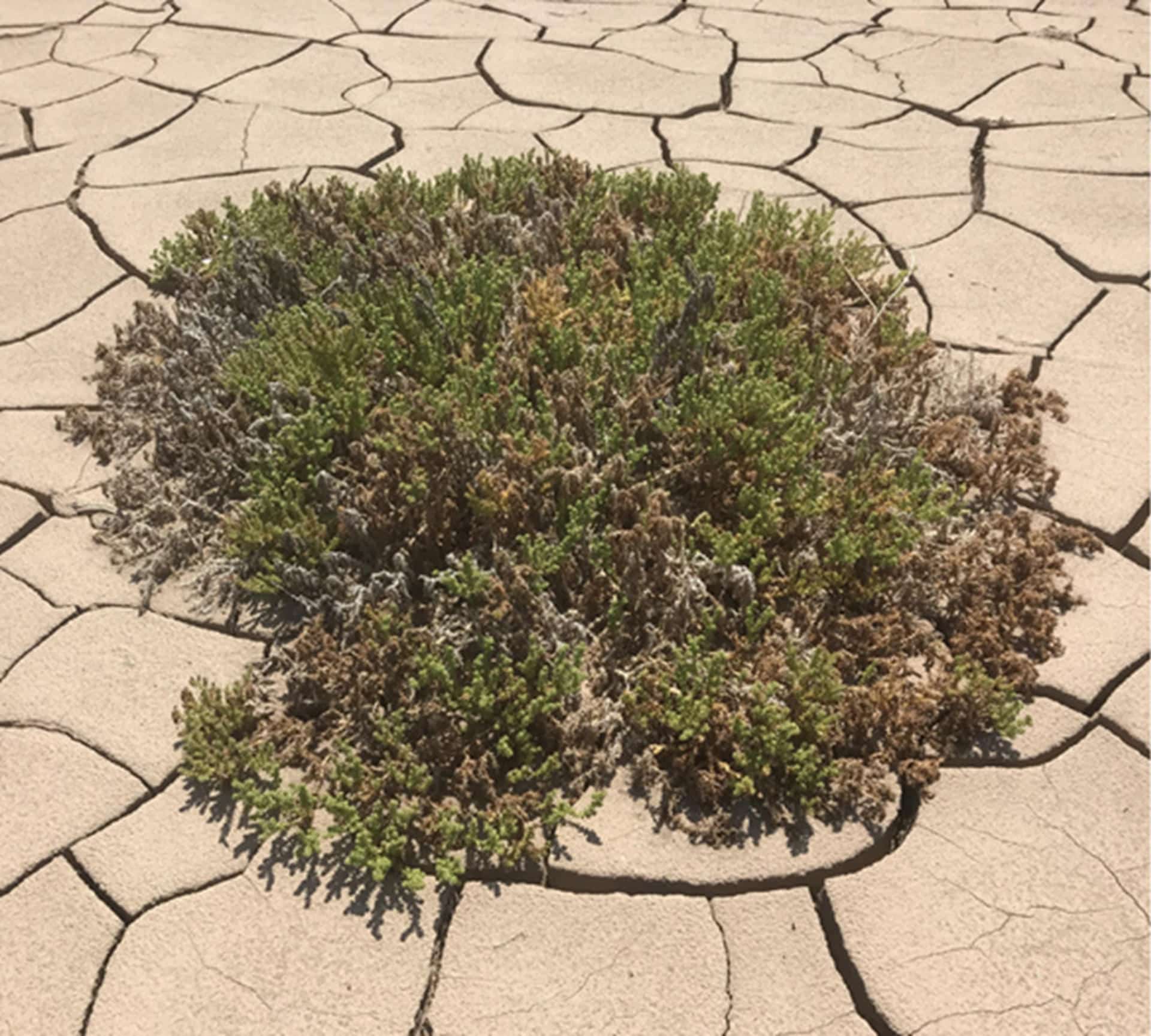 La planta modelo del estudio, Nolana mollis, conocida popularmente como "suspiro chico", que crece en el desierto de Atacama / PNAS. Fotografía facilitada por el CSIC.