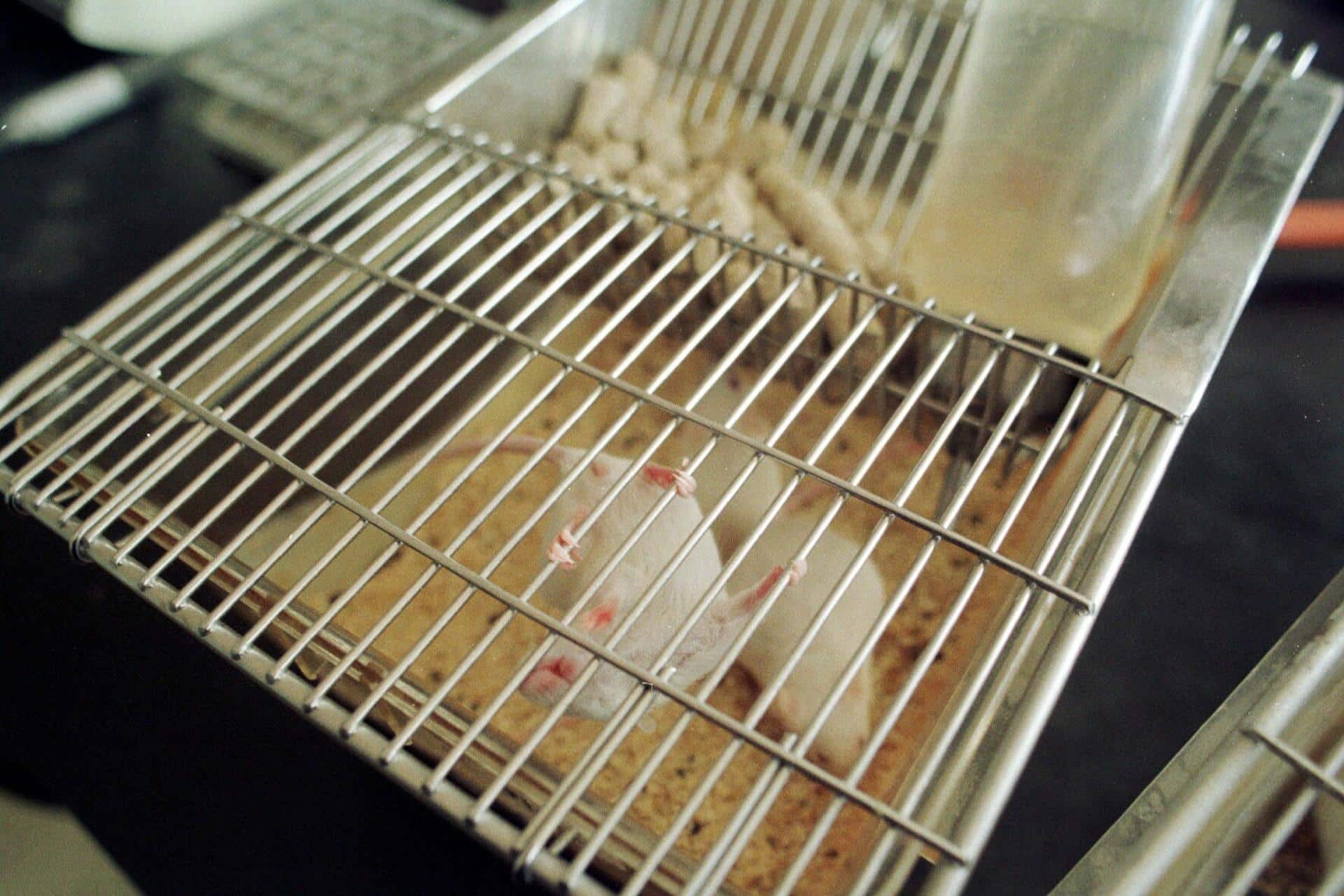 EFE/JOSE PEDROSA/Archivo