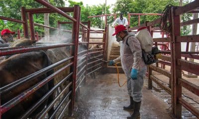 Una persona desinfecta ganado vacuno este viernes, en un rancho en Hermosillo (México). EFE/Daniel Sánchez