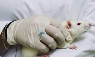 Imagen de archivo de un ratón de laboratorio.
es que habían sido modificados genéticamente para desarrollar la enfermedad, e incluso ha conseguido que recuperen la memoria cuando ya tenían la afección, con el fín de aplicarlo a los humanos. En la imágen uno de los ratones utilizados en la prueba de reconocimientos de objetos en el Centro de Investigaciones Medico Sanitarias (CIMES) de la facultad de Medicina de Málaga. EFE/Jorge Zapata