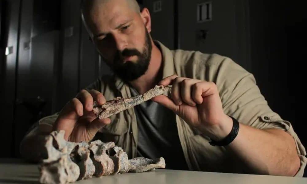 En la imagen, el paleontólogo Rodrigo Temp Müller, de la  Universidade Federal de Santa Maria de Brasil, con restos fósiles del 'Tainrakuasuchus bellator'. Foto: Rodrigo T.