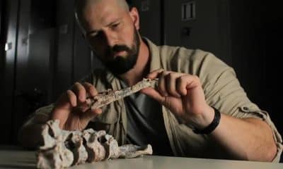 En la imagen, el paleontólogo Rodrigo Temp Müller, de la  Universidade Federal de Santa Maria de Brasil, con restos fósiles del 'Tainrakuasuchus bellator'. Foto: Rodrigo T.