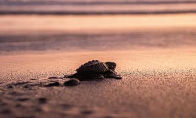 Fotografía de la liberación de tortugas marinas en playas de Puerto Arista, municipio de Tonalá, Chiapas (México). Imagen de archivo. EFE/ Carlos López