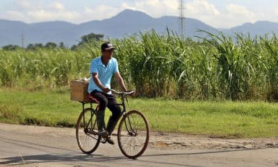 Un hombre en bicicleta pasa junto a una plantación de caña de azúcar. Imagen de archivo. EFE/ Ernesto Mastrascusa