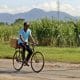 Un hombre en bicicleta pasa junto a una plantación de caña de azúcar. Imagen de archivo. EFE/ Ernesto Mastrascusa