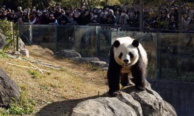 TOKYO (Japan), 28/11/2025.- Dozens of visitors gather to watch giant panda Xiao Xiao at Ueno Zoological Gardens in Tokyo, Japan, EFE/EPA/FRANCK ROBICHON