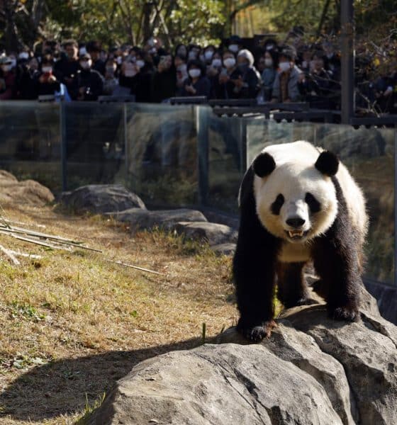 TOKYO (Japan), 28/11/2025.- Dozens of visitors gather to watch giant panda Xiao Xiao at Ueno Zoological Gardens in Tokyo, Japan, EFE/EPA/FRANCK ROBICHON