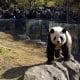 TOKYO (Japan), 28/11/2025.- Dozens of visitors gather to watch giant panda Xiao Xiao at Ueno Zoological Gardens in Tokyo, Japan, EFE/EPA/FRANCK ROBICHON
