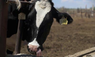 Fotografía del 5 de septiembre de 2025 que muestra a una vaca en una finca en Ciudad Juárez (México). EFE/ Luis Torres