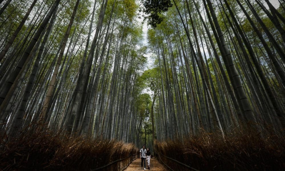Imagen de archivo de un bosque en Kyoto (Japón).EFE/EPA/DAI KUROKAWA