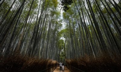 Imagen de archivo de un bosque en Kyoto (Japón).EFE/EPA/DAI KUROKAWA