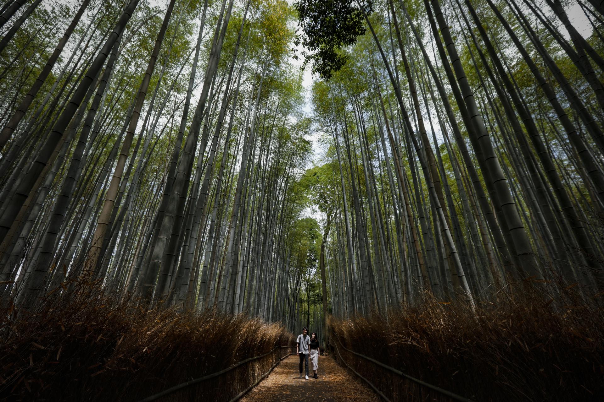 Imagen de archivo de un bosque en Kyoto (Japón).EFE/EPA/DAI KUROKAWA