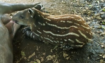 Fotografía de archivo de una cría de tapir centroamericano (Tapirus Bairdii), en el Zoológico Nacional de Managua (Nicaragua). EFE/Mario López