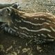 Fotografía de archivo de una cría de tapir centroamericano (Tapirus Bairdii), en el Zoológico Nacional de Managua (Nicaragua). EFE/Mario López