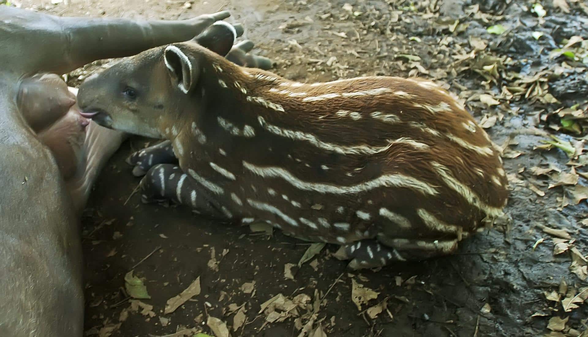 Fotografía de archivo de una cría de tapir centroamericano (Tapirus Bairdii), en el Zoológico Nacional de Managua (Nicaragua). EFE/Mario López