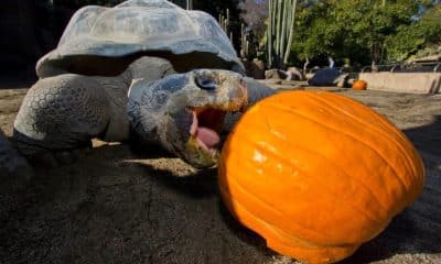 Fotografía sin fecha específica de toma cedida por el Zoológico de San Diego de la tortuga de Galápagos Gramma comiendo una calabaza en San Diego (Estados Unidos). EFE/ Zoológico de San Diego /SOLO USO EDITORIAL/NO VENTAS/ SOLO DISPONIBLE PARA ILUSTRAR LA NOTICIA QUE ACOMPAÑA (CRÉDITO OBLIGATORIO)