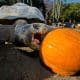 Fotografía sin fecha específica de toma cedida por el Zoológico de San Diego de la tortuga de Galápagos Gramma comiendo una calabaza en San Diego (Estados Unidos). EFE/ Zoológico de San Diego /SOLO USO EDITORIAL/NO VENTAS/ SOLO DISPONIBLE PARA ILUSTRAR LA NOTICIA QUE ACOMPAÑA (CRÉDITO OBLIGATORIO)