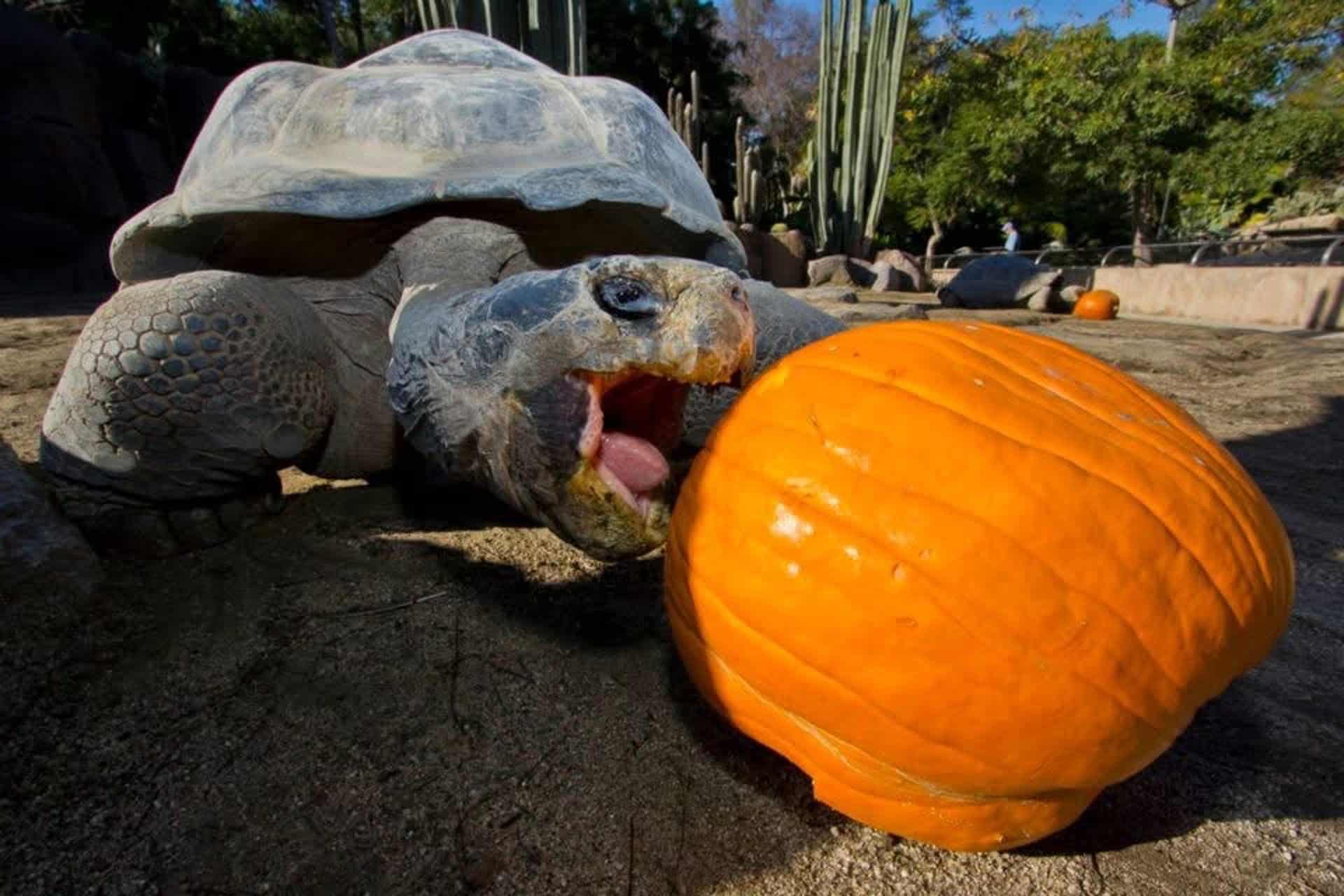 Fotografía sin fecha específica de toma cedida por el Zoológico de San Diego de la tortuga de Galápagos Gramma comiendo una calabaza en San Diego (Estados Unidos). EFE/ Zoológico de San Diego /SOLO USO EDITORIAL/NO VENTAS/ SOLO DISPONIBLE PARA ILUSTRAR LA NOTICIA QUE ACOMPAÑA (CRÉDITO OBLIGATORIO)