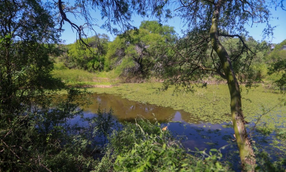 Vista general de un tramo del río Bermejito, el pasado 24 de octubre, en el Parque Nacional el Impenetrable, en la provincia del Chaco (Argentina). EFE/Juan Ignacio Roncoroni