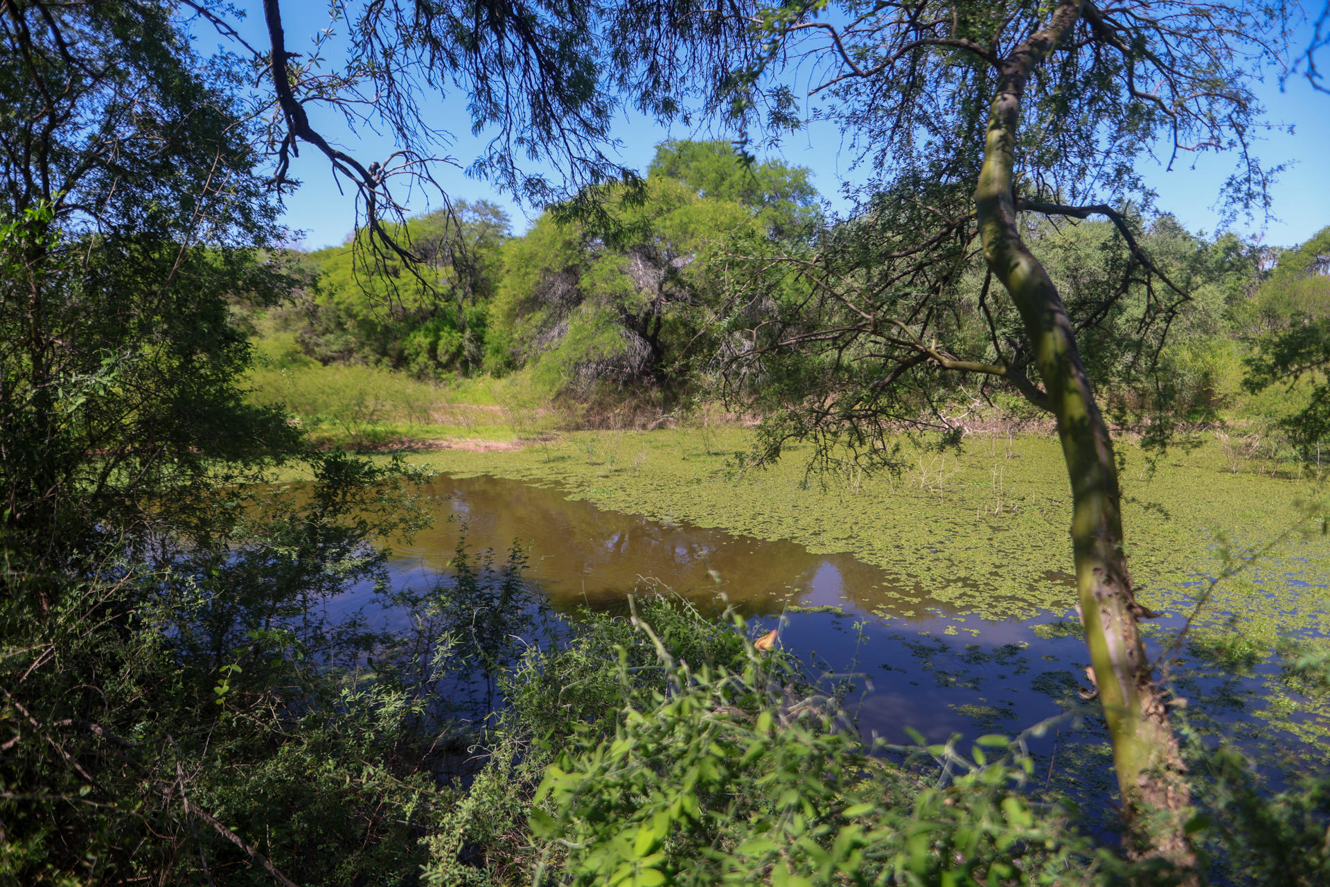 Vista general de un tramo del río Bermejito, el pasado 24 de octubre, en el Parque Nacional el Impenetrable, en la provincia del Chaco (Argentina). EFE/Juan Ignacio Roncoroni