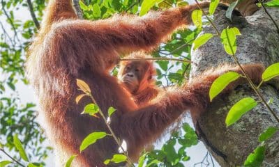 Una joven orangután (Cinnamon) en Sumatra (Indonesia) observa a su madre (Cissy) mientras utiliza un palo para sacar termitas de un nido. Fotografía facilitada por Guilhem Duvot.